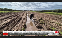campi allagati arborea fa la conta dei danni serve supporto dalla regione