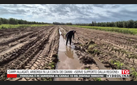 campi allagati arborea fa la conta dei danni serve supporto dalla regione