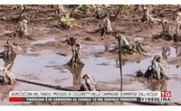 agricoltura nel fango presidio di coldiretti nelle campagne sommerse dall acqua