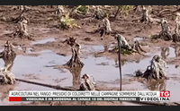 agricoltura nel fango presidio di coldiretti nelle campagne sommerse dall acqua