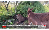 olbia asinello e tre capre uccisi le guardie zoofile emergenza cani vaganti