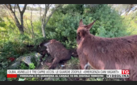 olbia asinello e tre capre uccisi le guardie zoofile emergenza cani vaganti