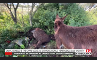 olbia asinello e tre capre uccisi le guardie zoofile emergenza cani vaganti