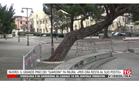 nuoro il grande pino dei giardini fa paura per ora resta al suo posto