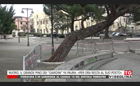 nuoro il grande pino dei giardini fa paura per ora resta al suo posto