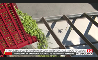 ittiri celebra l olio extravergine di oliva autentico alle 15 dopo tg cultura