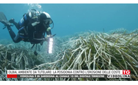 olbia ambiente da tutelare la posidonia contro l erosione delle coste