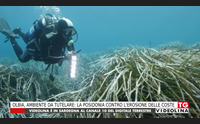 olbia ambiente da tutelare la posidonia contro l erosione delle coste