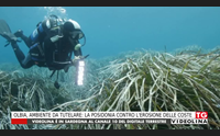 olbia ambiente da tutelare la posidonia contro l erosione delle coste