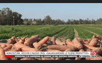 agricoltura vecchie e nuove crisi salvaguardare le filiere produttive