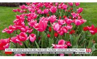 turri 450 variet di fiori nel parco dei tulipani visitatori da tutta l isola