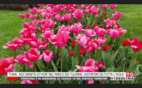 turri 450 variet di fiori nel parco dei tulipani visitatori da tutta l isola