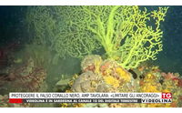 proteggere il falso corallo nero amp tavolara limitare gli ancoraggi