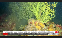 proteggere il falso corallo nero amp tavolara limitare gli ancoraggi