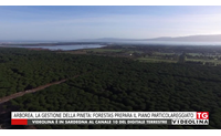 arborea la gestione della pineta forestas prepara il piano particolareggiato