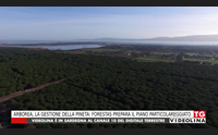 arborea la gestione della pineta forestas prepara il piano particolareggiato