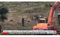 cagliari il cagnolino ucciso brutalmente a sant elia indignazione e denunce