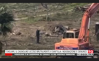 cagliari il cagnolino ucciso brutalmente a sant elia indignazione e denunce