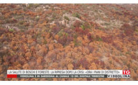 la salute di boschi e foreste la ripresa dopo la crisi ora i piani di distretto