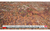 la salute di boschi e foreste la ripresa dopo la crisi ora i piani di distretto
