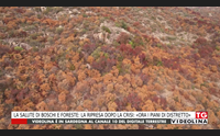 la salute di boschi e foreste la ripresa dopo la crisi ora i piani di distretto