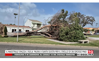 il maestrale spazza l isola paura a santa giusta per il crollo di un grosso pino