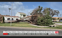 il maestrale spazza l isola paura a santa giusta per il crollo di un grosso pino
