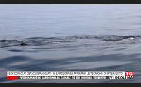 soccorso ai cetacei spiaggiati in sardegna si affinano le tecniche di intervento