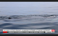 soccorso ai cetacei spiaggiati in sardegna si affinano le tecniche di intervento