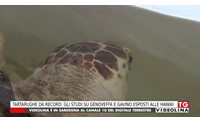 tartarughe da record gli studi su genoveffa e gavino esposti alle hawaii
