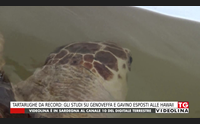 tartarughe da record gli studi su genoveffa e gavino esposti alle hawaii
