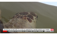 tartarughe da record gli studi su genoveffa e gavino esposti alle hawaii