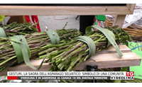 gesturi la sagra dell asparago selvatico simbolo di una comunit