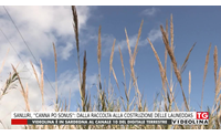 sanluri canna po sonus dalla raccolta alla costruzione delle launeddas