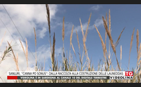 sanluri canna po sonus dalla raccolta alla costruzione delle launeddas