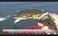 bruxelles specie aliene nei mari e nelle lagune un tema in commissione ue
