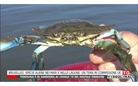 bruxelles specie aliene nei mari e nelle lagune un tema in commissione ue