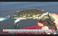 bruxelles specie aliene nei mari e nelle lagune un tema in commissione ue