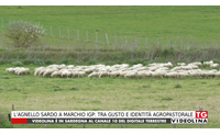 l agnello sardo a marchio igp tra gusto e identit agropastorale