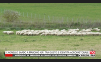 l agnello sardo a marchio igp tra gusto e identit agropastorale