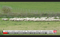 l agnello sardo a marchio igp tra gusto e identit agropastorale