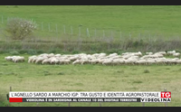 l agnello sardo a marchio igp tra gusto e identit agropastorale