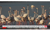 tra ritardi e attese a molentargius inizia la nidificazione dei fenicotteri