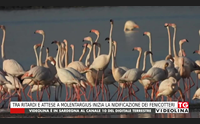 tra ritardi e attese a molentargius inizia la nidificazione dei fenicotteri