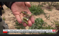 ussana i danni dopo l ultima grandinata dichiarato lo stato di calamit