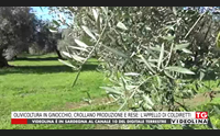 olivicoltura in ginocchio crollano produzione e rese l appello di coldiretti