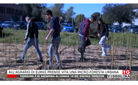 all agrario di elmas prende vita una micro foresta urbana