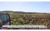 maltempo viticoltura in ginocchio sant anna arresi chiede lo stato di calamit