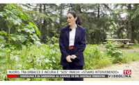 nuoro tra erbacce e incuria sos parchi stiamo intervenendo