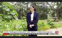 nuoro tra erbacce e incuria sos parchi stiamo intervenendo